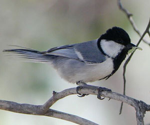 Хөхбух  (Цэнхэр хөхбух)